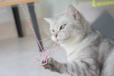Pembe ip oynayan sevimli kedi. Rahatlıyor..