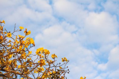 Cüce Altın Trompet, mavi arkaplanda sarı çiçek.