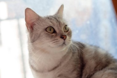 Şirin Kedi insan gibi oturuyor. Komik hayvan..