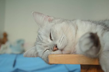 Masada uyuyan sevimli kedi..