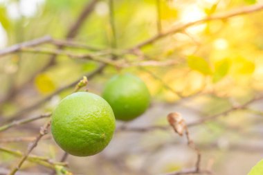 Ağaçta kireç yeşili, C vitamini mükemmel..