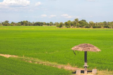 Güzel mavi gökyüzü ve çayırlı bulut, ağaç. Yaz için manzara. Tatil için en iyi manzara..