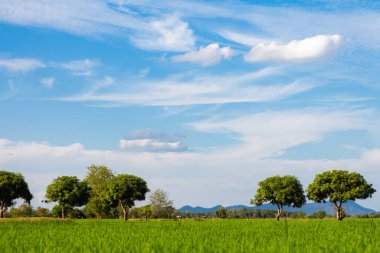 Güzel mavi gökyüzü ve çayırlı bulut, ağaç. Yaz için manzara. Tatil için en iyi manzara..