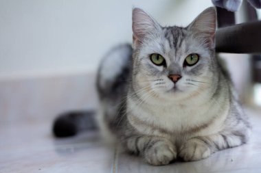 Amerikan kısa saçlı kedisi yalan söylüyor ve fotokopi aletiyle bir şey arıyor.. 