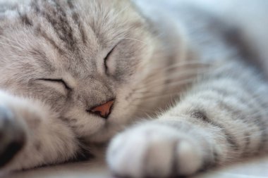 Yatay portre, tatlı gri kedinin rüyalarında yerde uyuduğunu gösteriyor..