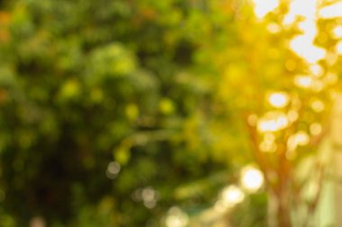 Yeşil yapraklardan bulanık, arka plan için güneş ışığı alan doğa.,  