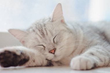 Güzel gri kedinin yatay portresi. Öğleden sonra rüyalarında uyuyor.. 