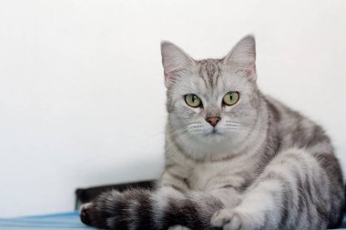 Şirin Kedi insan gibi oturuyor. Komik hayvan..