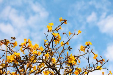 Cüce Altın Trompet, mavi arkaplanda sarı çiçek.