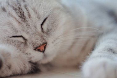 Yatay portre, tatlı gri kedinin rüyalarında yerde uyuduğunu gösteriyor.. 