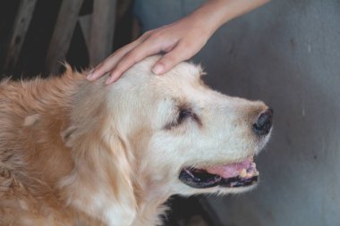 Kadın eli değmiş köpeğe Golden Retriever.