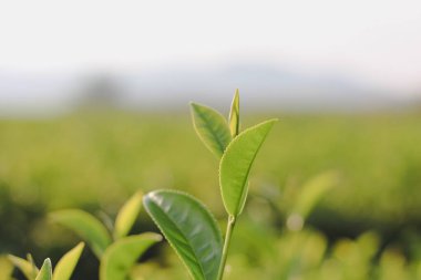 Güneşli bir tarlada çay yaprakları.