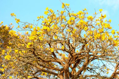 Cüce Altın Trompet, mavi arkaplanda sarı çiçek.