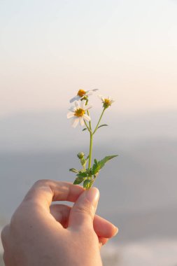 Kadın eli üzerinde küçük beyaz bir çiçek. Dağ arkası..