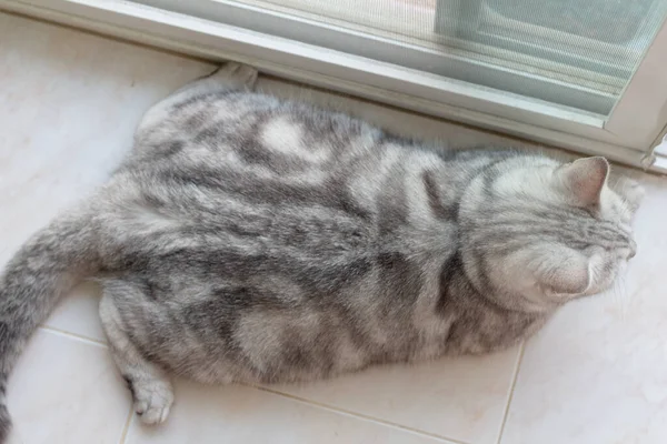 Kucing Tidur Tempat Tidur — Stok Foto