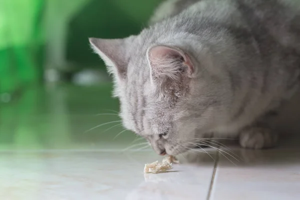 Γάτα Τρώει Ψωμί Στο Πάτωμα — Φωτογραφία Αρχείου
