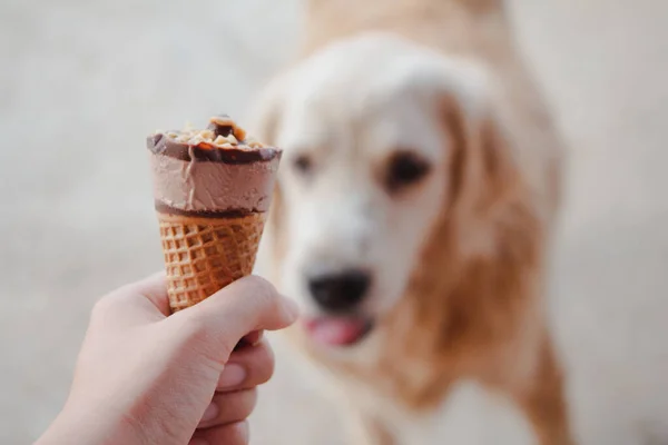 Mão Segurando Cone Waffle Sorvete Chocolate Fundo Cão Marrom — Fotografia de Stock