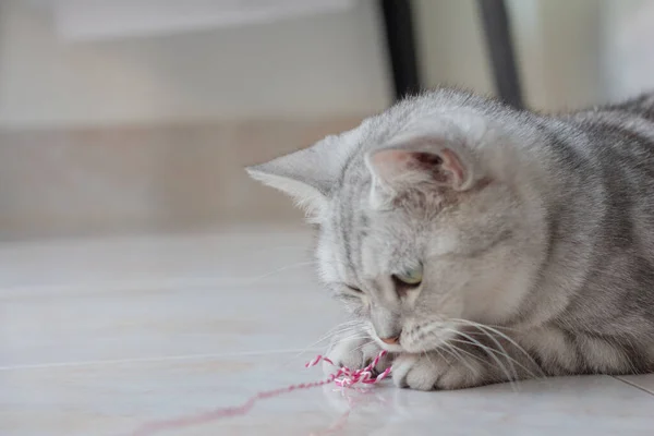 Cute Cat Gry Różowy Rope Relaxing — Zdjęcie stockowe