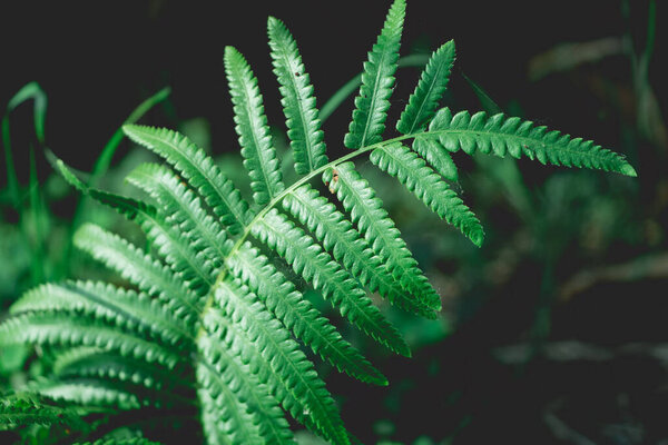 fern on green background