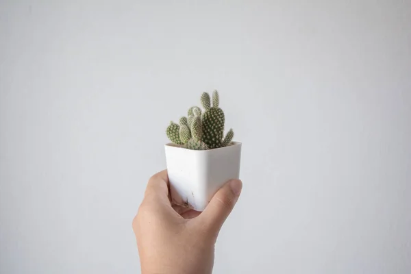 Mujer Mano Sosteniendo Cactus Sobre Fondo Blanco —  Fotos de Stock