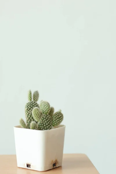 Pequeña Planta Suculenta Una Olla Blanca Sobre Mesa Opuntia —  Fotos de Stock