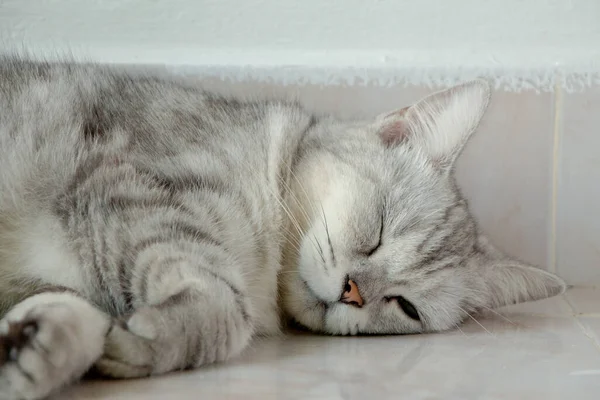 Retrato Horizontal Vista Frontal Gato Cinza Bonito Dormindo Seus Sonhos — Fotografia de Stock