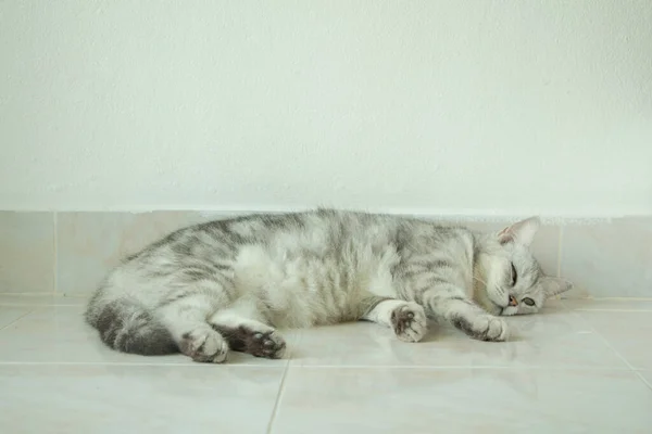 Vízszintes Portré Elől Kilátás Aranyos Szürke Macska Alszik Álmaiban Padlón — Stock Fotó