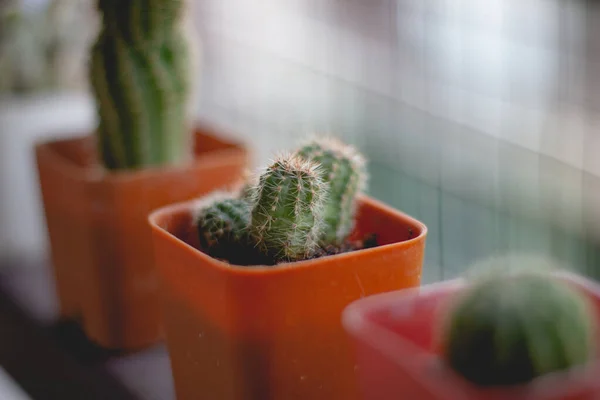 Cactus Maceta Sobre Mesa Madera Marrón Con Espacio Copia Sobre —  Fotos de Stock