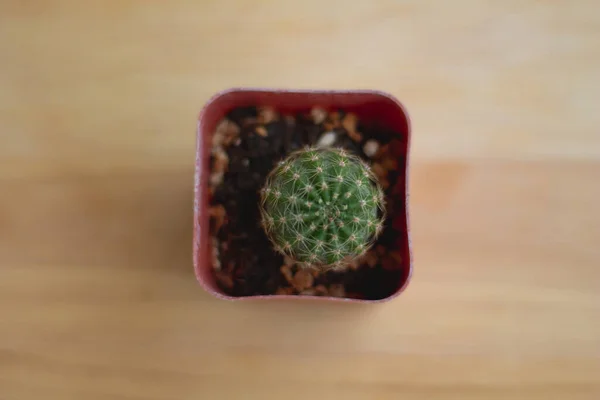 Cactus Maceta Sobre Mesa Madera Marrón Con Espacio Copia Sobre —  Fotos de Stock