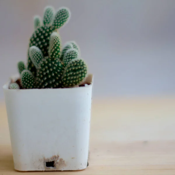 Cactus Maceta Sobre Mesa Madera Marrón Con Espacio Copia Sobre —  Fotos de Stock