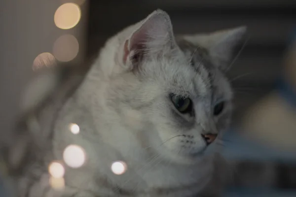 Lindo Gato Con Luces Hadas Cama —  Fotos de Stock