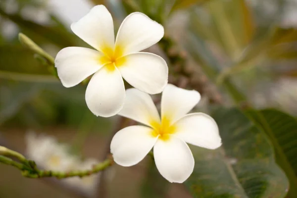 木の上の白いフランジパニやプルメリアの花 — ストック写真