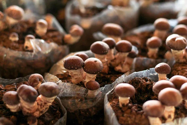 Shiitake mantar ekimi. Tamamen yetişmiş bir mantar..