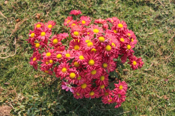 Red Chrysanthemums in garden.