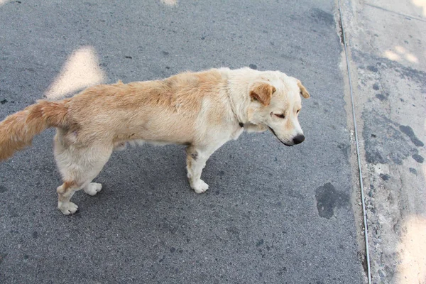 Homeless Brown Dog Walk Rode — Stock Photo, Image