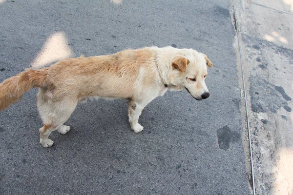 Evsiz Kahverengi köpek gezintiye çıktı.