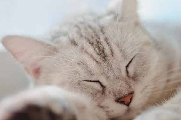 Retrato Horizontal Vista Frontal Gato Cinza Bonito Dormindo Seus Sonhos — Fotografia de Stock