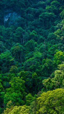 Karst landscape in Libo County, Guizhou, China