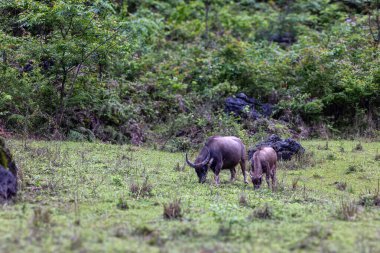Miao Village Scenery in Libo, Guizhou, China
