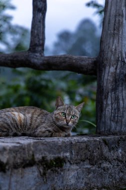 Libo, Guizhou, Çin 'deki kırsal bir köyde tekir kediler.