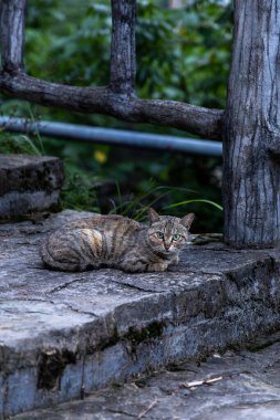 Libo, Guizhou, Çin 'deki kırsal bir köyde tekir kediler.