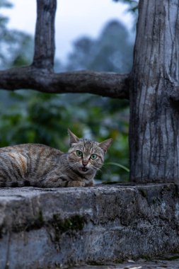 Libo, Guizhou, Çin 'deki kırsal bir köyde tekir kediler.