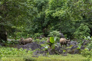 Maolan Güney Karst Doğa Koruma Alanı Libo County, Guizhou, Çin