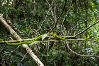 Maolan Güney Karst Doğa Koruma Alanı Libo County, Guizhou, Çin