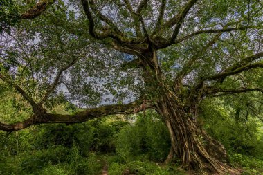 Maolan Güney Karst Doğa Koruma Alanı Libo County, Guizhou, Çin