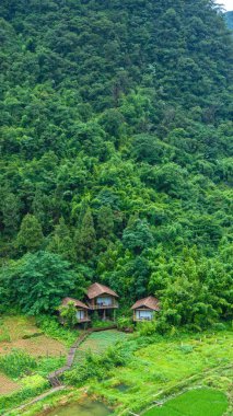 Maolan Güney Karst Doğa Koruma Alanı Libo County, Guizhou, Çin