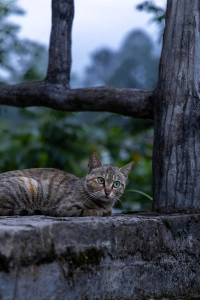 Libo, Guizhou, Çin 'deki kırsal bir köyde tekir kediler.