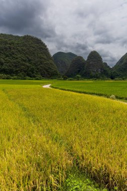 Dushan İlçesi, Qiannan Bölgesi, Guizhou, Çin 'deki karst kırsal tepeli küme arazisinde dağ zirveleri ile iç içe geçmiş pirinç tarlaları yer alıyor..