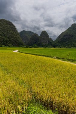 Dushan İlçesi, Qiannan Bölgesi, Guizhou, Çin 'deki karst kırsal tepeli küme arazisinde dağ zirveleri ile iç içe geçmiş pirinç tarlaları yer alıyor..