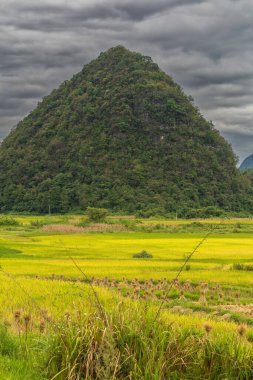 Dushan İlçesi, Qiannan Bölgesi, Guizhou, Çin 'deki karst kırsal tepeli küme arazisinde dağ zirveleri ile iç içe geçmiş pirinç tarlaları yer alıyor..